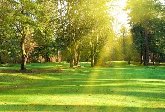 Green lawn with trees in park under sunny light